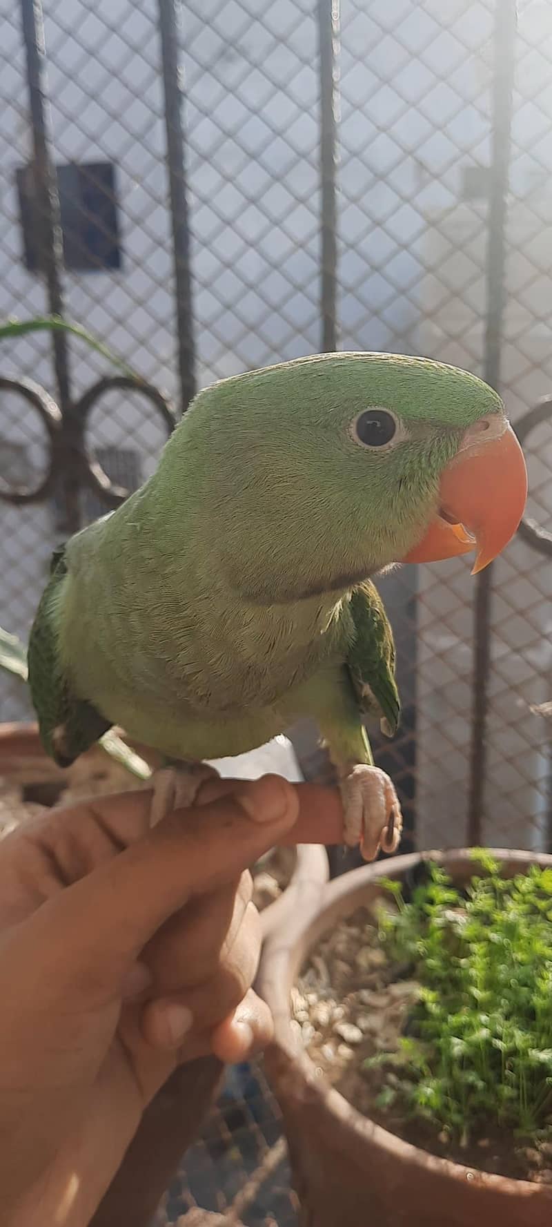 raw parrot self 0