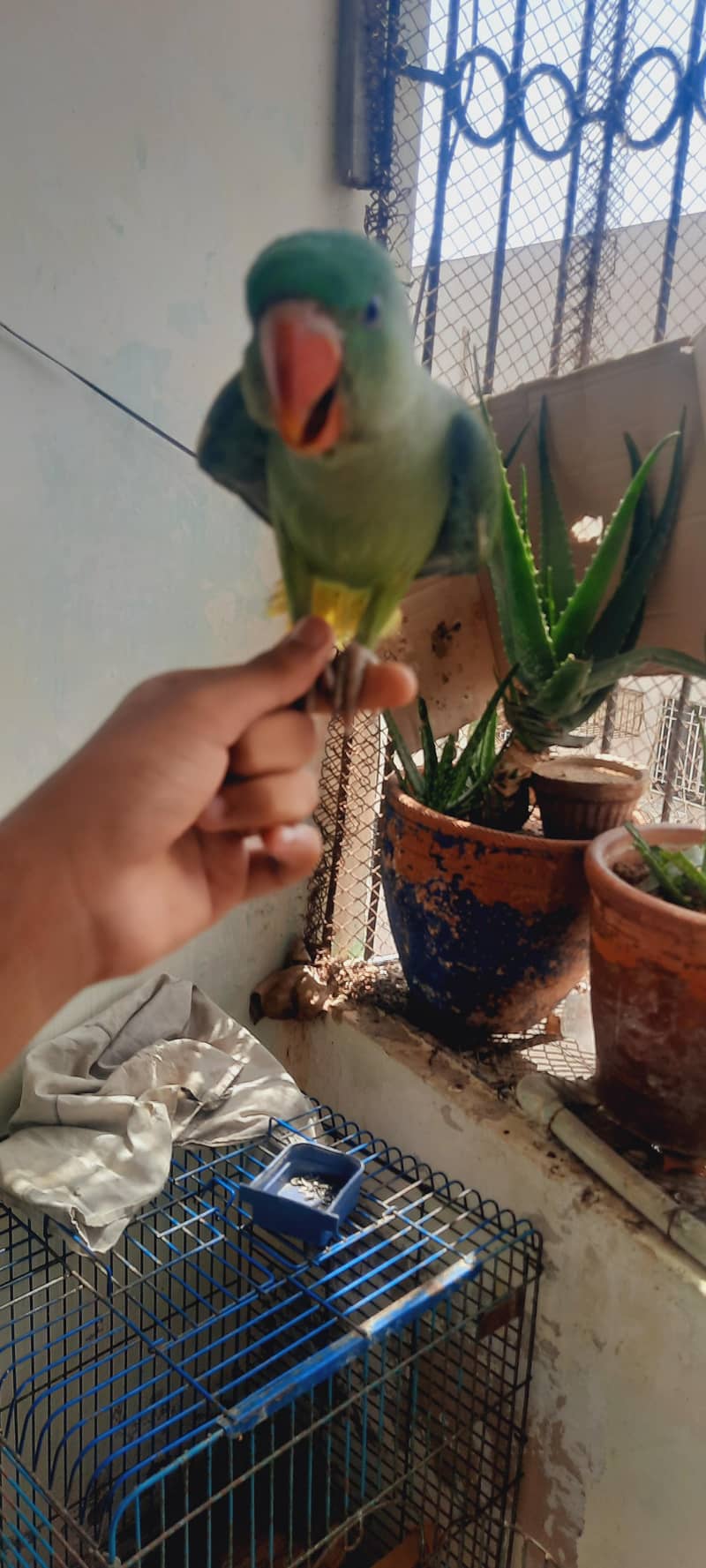 raw parrot self 1