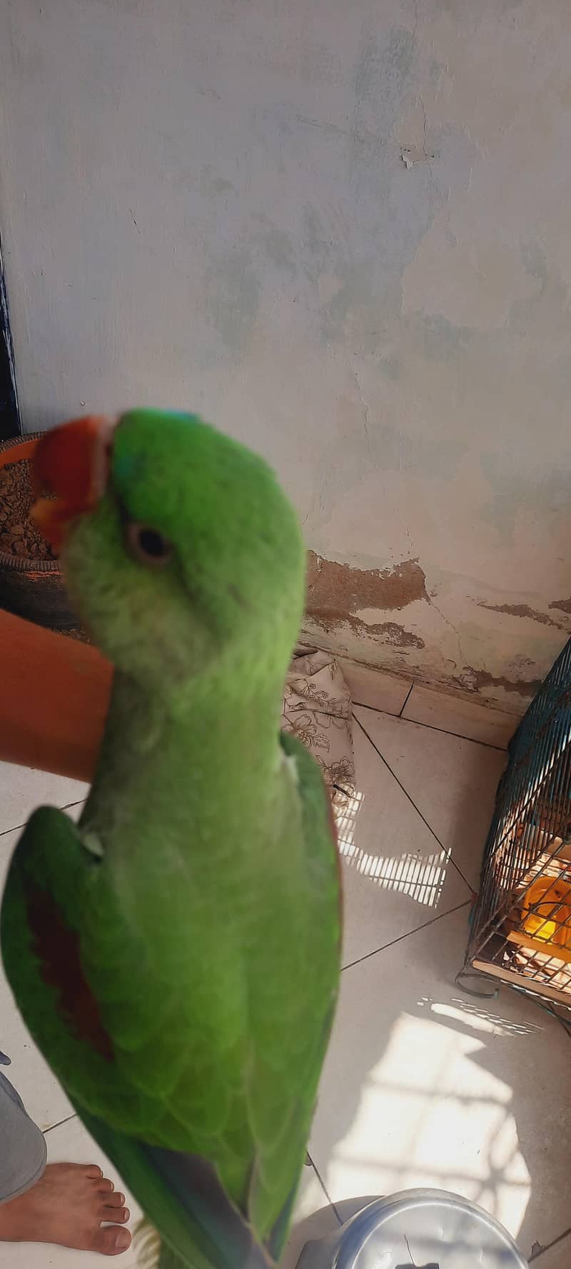 raw parrot self 2