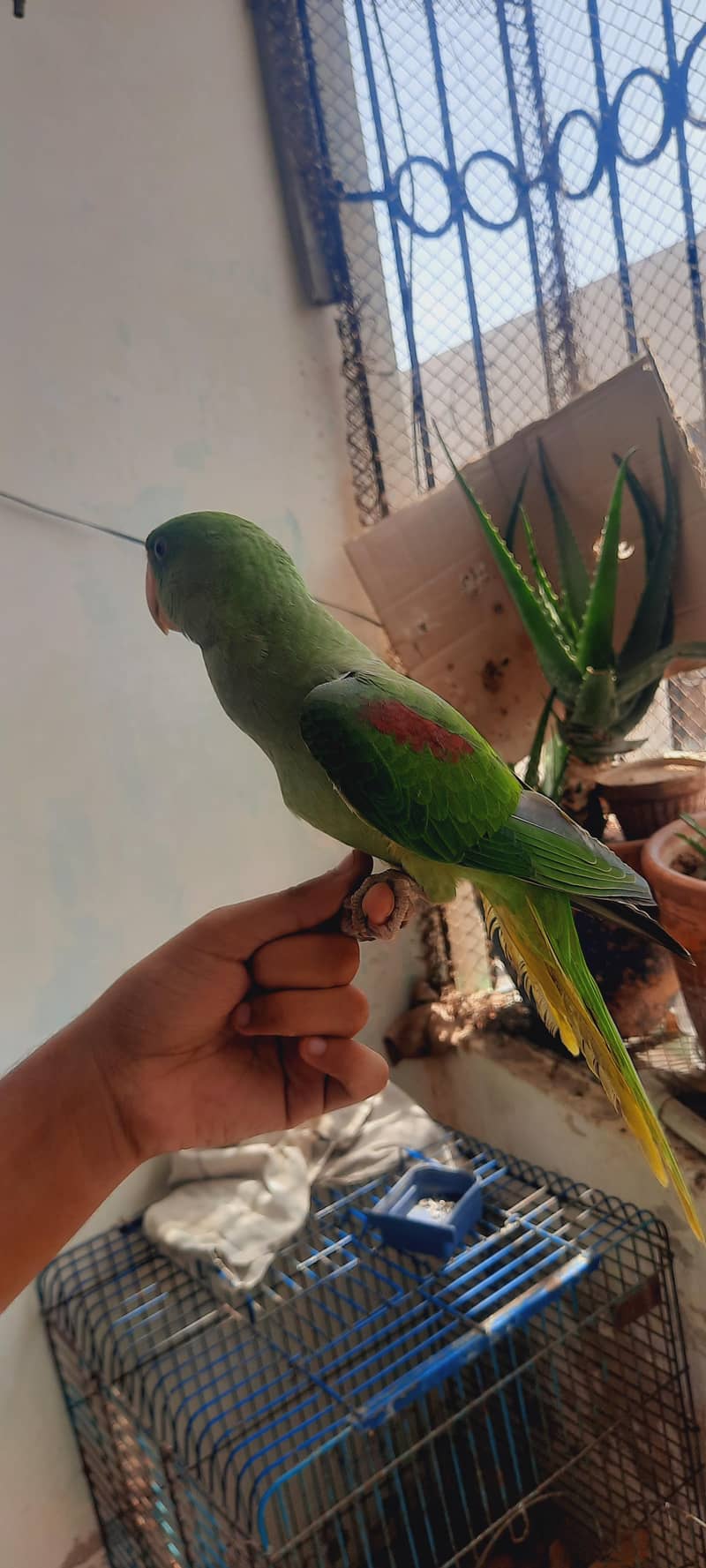 raw parrot self 3