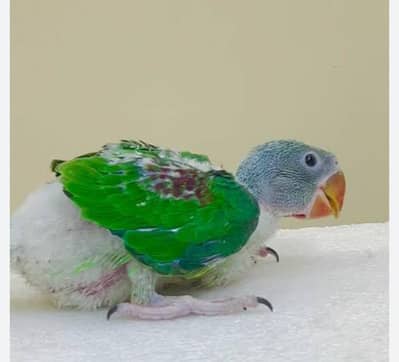 Pahari chick