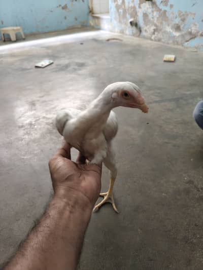 Pure shamo female