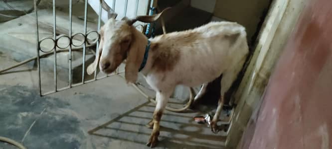 I'm Selling My Goat On Urgent Basis