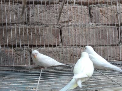 fellow parrots red eyes