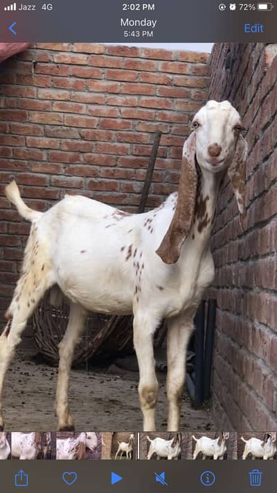 Makhi china bakra quebani 2026 for sale