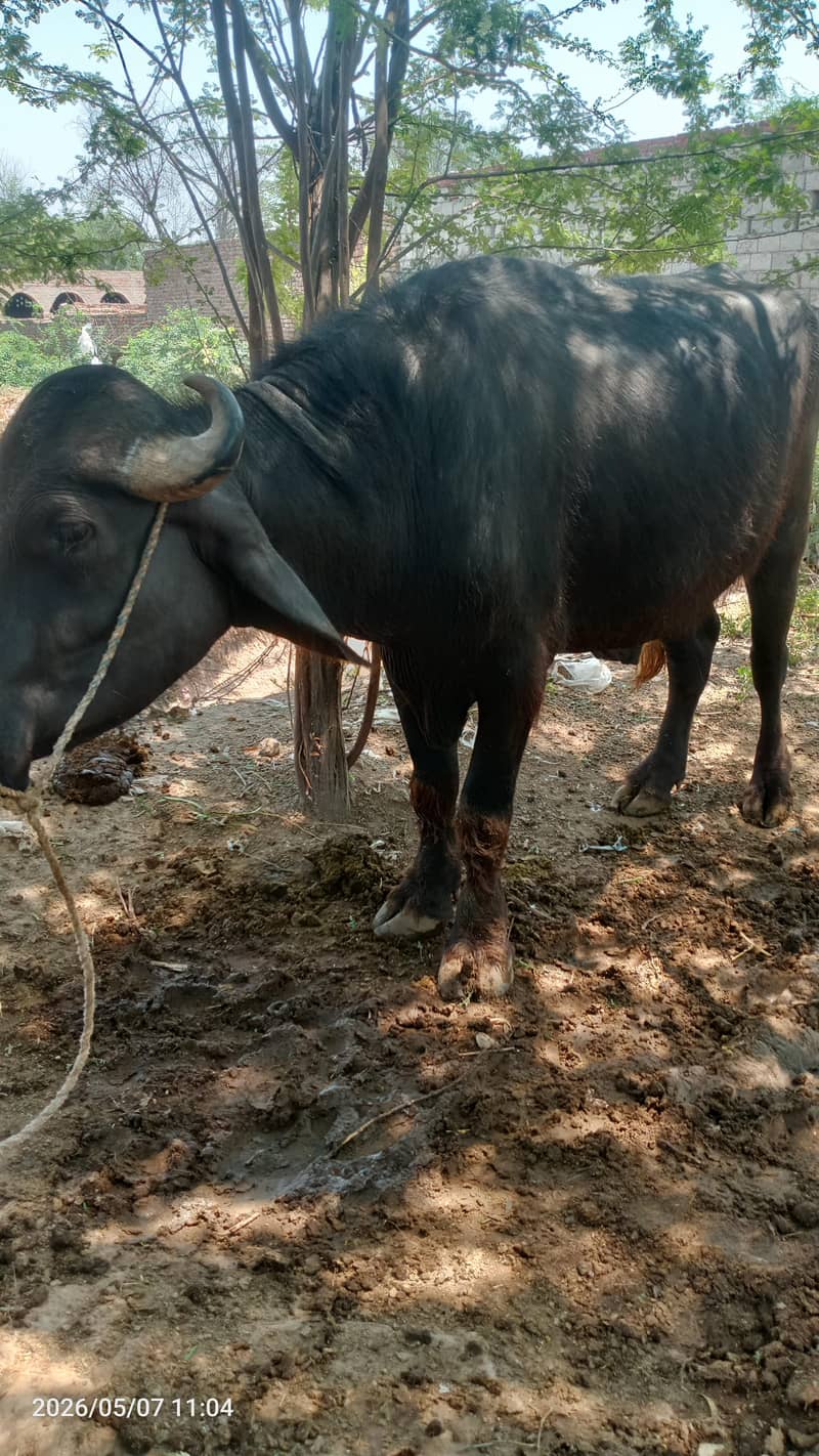katta 1