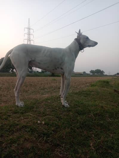 Dog for sale