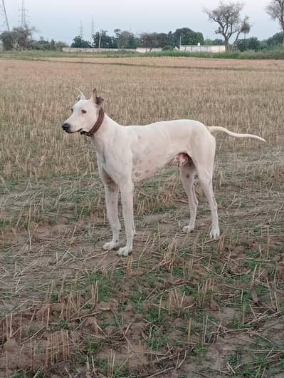 Dog for sale