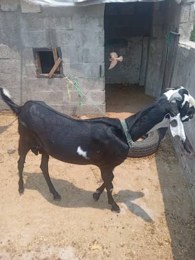 bakar for sale