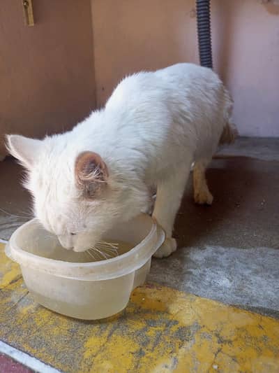 Persian Cat for sale