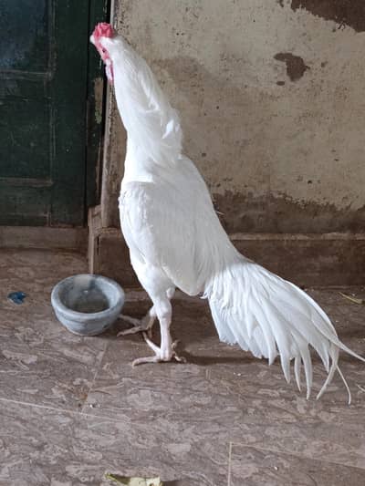 Paper White Heera Aseel Breeder Pair