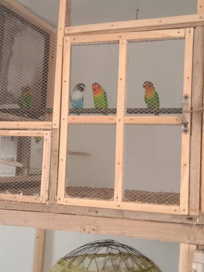 2 love birds breeder pair available or 2 phatty ha