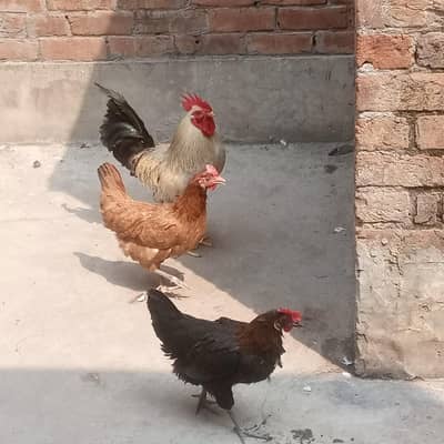 Healthy hens ( pair)