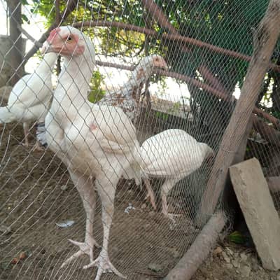 Aseel Heera | White paper | Aseel hen | chicks | Pathy |Hens for sale
