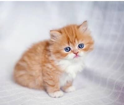 Persian Kittens | Cats | Kittens High Quality Available