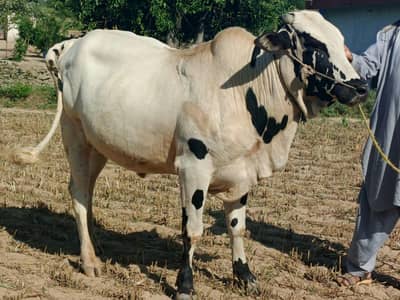 bull for sale