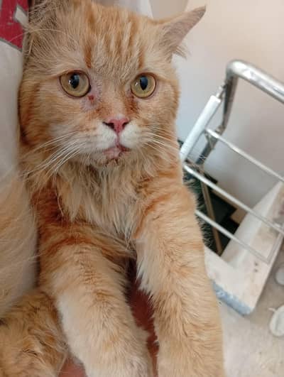brown Persian cat