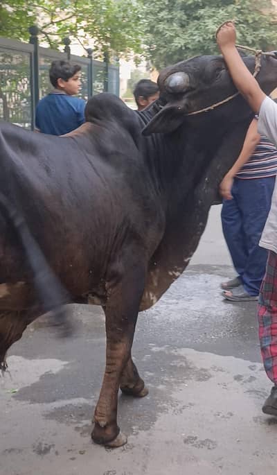 healthy and vaccinated cow  control price