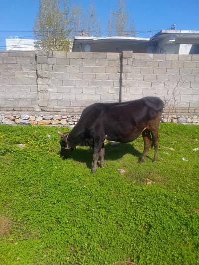 3 year cow