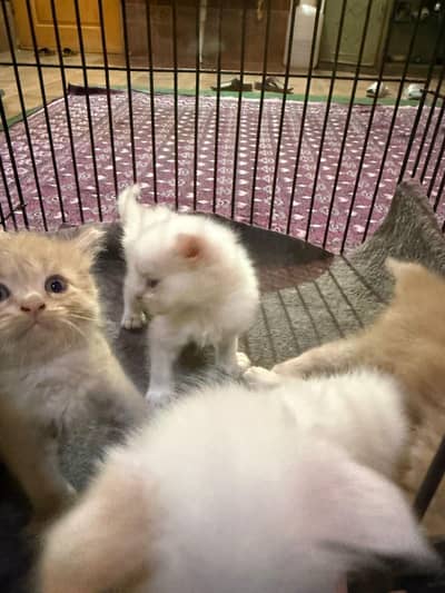 4 persian high quality kittens