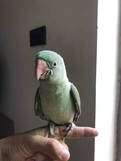Kashmiri Alexandrine Raw Parrot