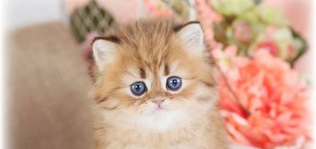 Persian Kittens Male And Female Punch Face Available