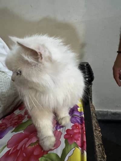 Cat for sale
