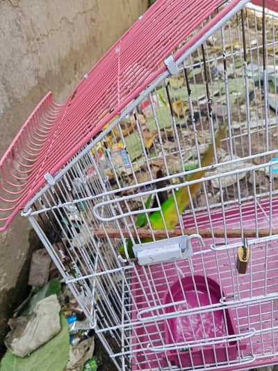 parrot for sale