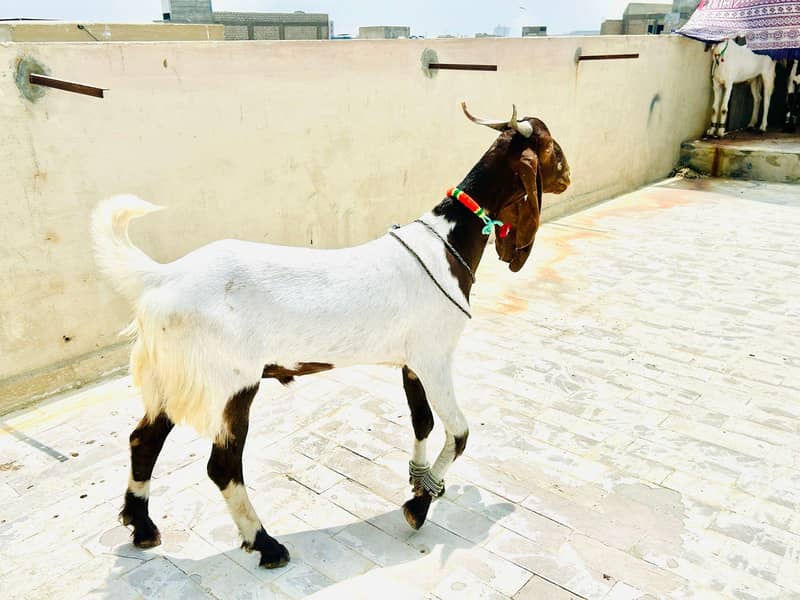 2 dant bakra 0