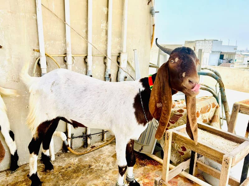 2 dant bakra 1