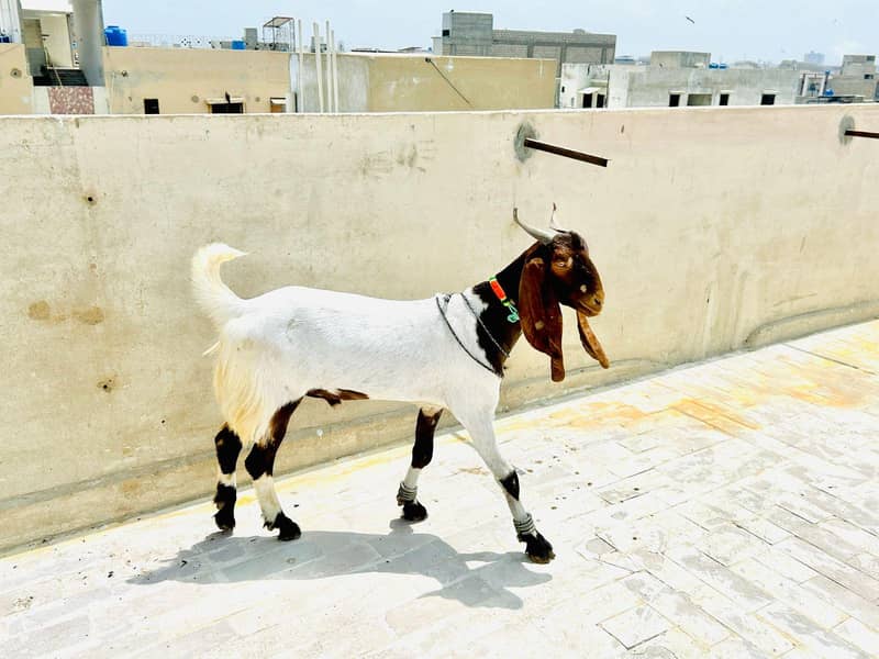 2 dant bakra 2