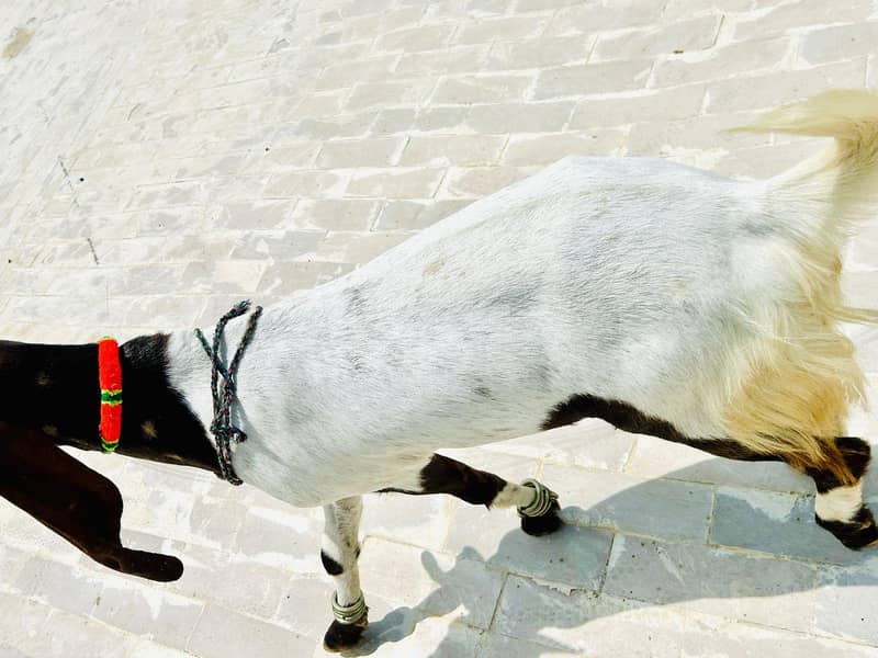 2 dant bakra 3