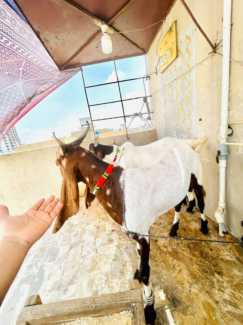 2 dant bakra 4