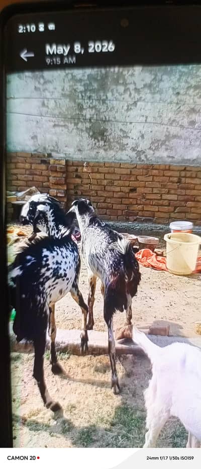 2 adad bakre for sale dondlaa 03113009032