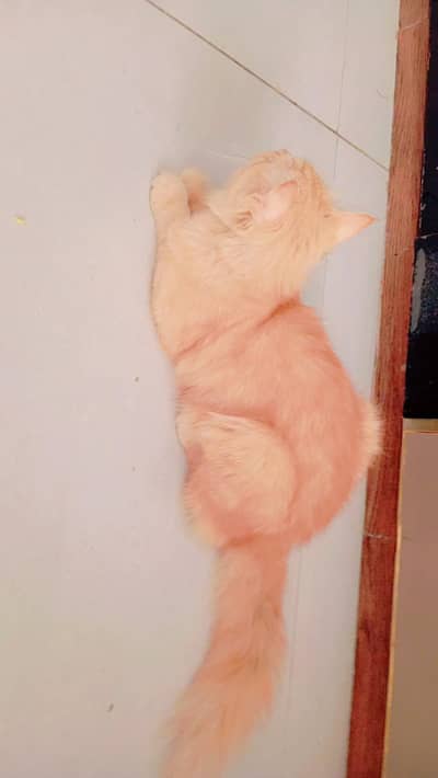 parshin Cate for sale