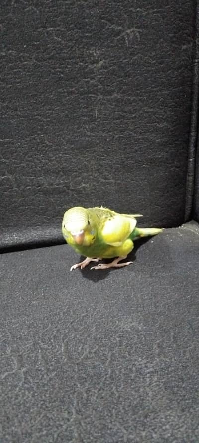 good  parrot
