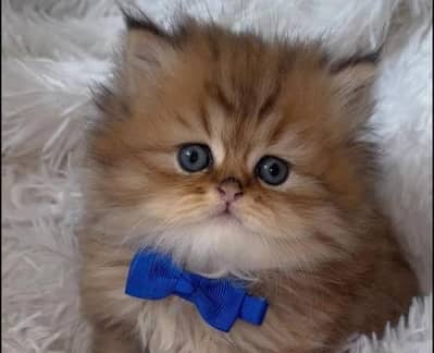 Persian Kittens High Quality Available