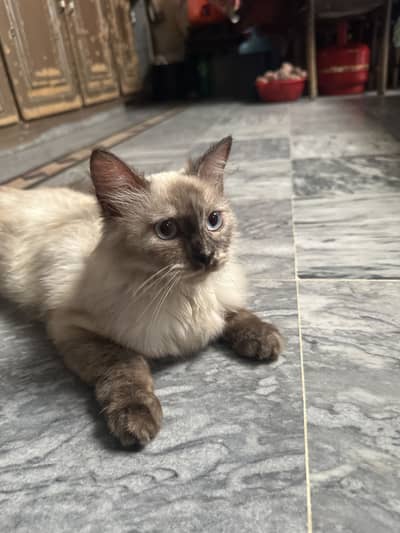 Hamilayan Cat