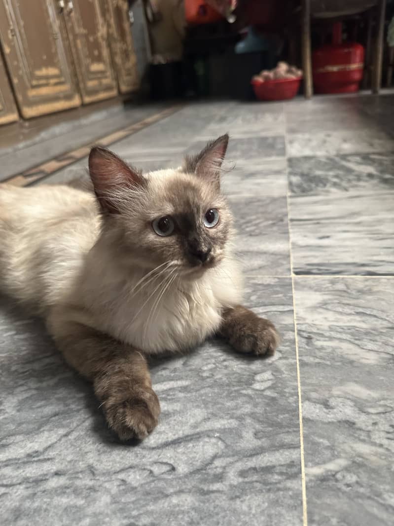 Hamilayan Cat 0