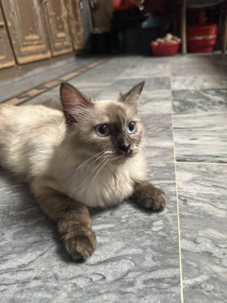 Hamilayan Cat 1