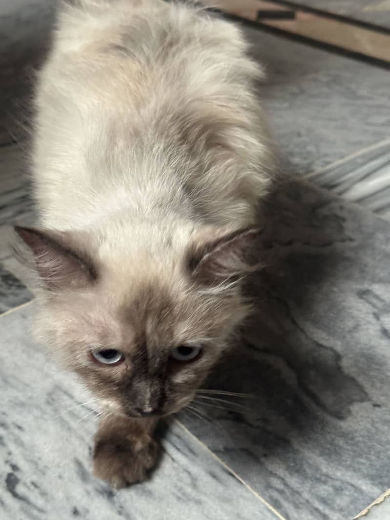 Hamilayan Cat 2