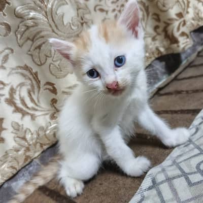 Blue Eyed mix breed kittens Male & Female pair,
