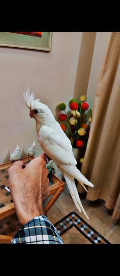 Cockatiel, lovebirds, conure,  bengalese finch, Australian parrots