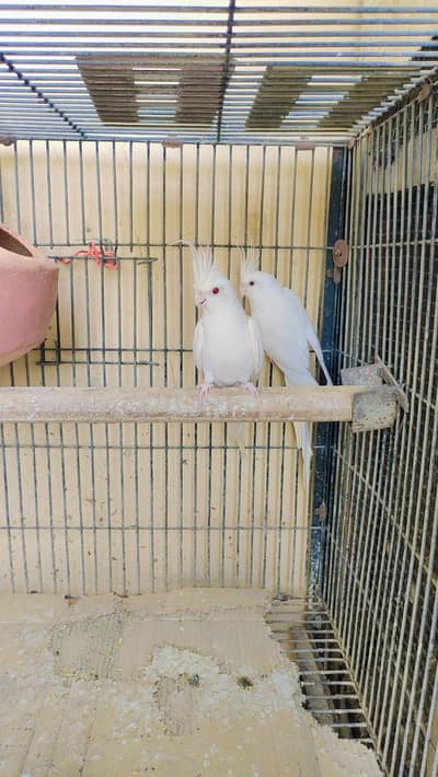 Eno cockatiel Red eyes