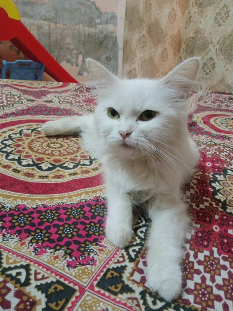 persian 0
