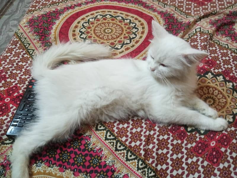 persian 1