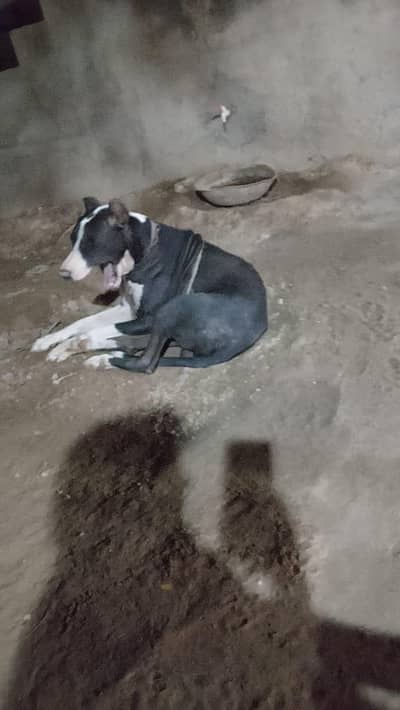 Dog for sale