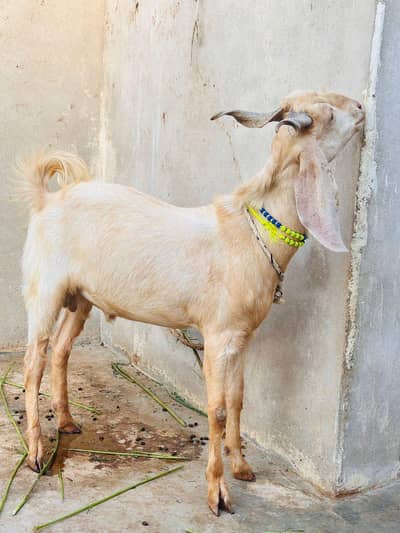 khassi Bakra Qurbani 2026