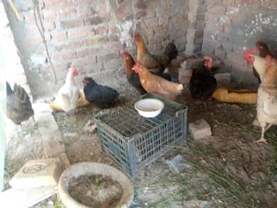 Golden 12 murgi murgi aur ek murga ek murga total iske demand hai 16k