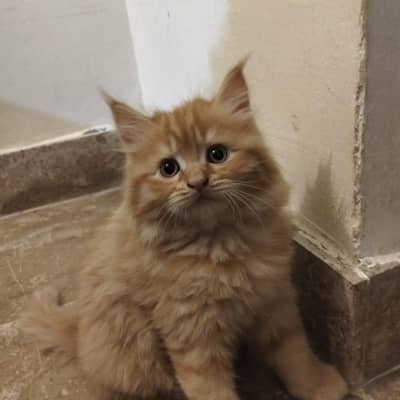 Fluffy Ginger and Cream Kitten for Sale